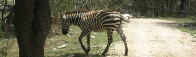 Texas Hill Country Zebra