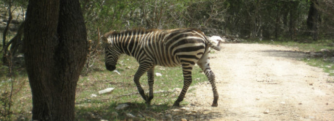 Texas Hill Country Zebra for Wildlife Exemption